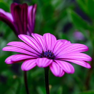 Pink osteospermum flower